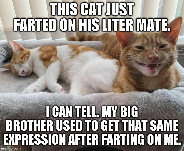 cat-farts-on-brother.jpg