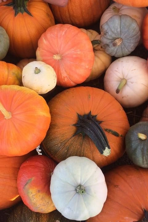 Pumpkins 0043