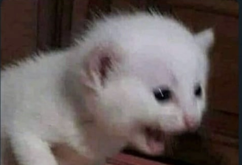 FCE7BF70-1935-4474-9409-58439EB30272