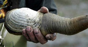 [Image: Geoduck.jpg]