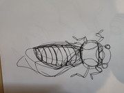 IMG-20240228-132229091