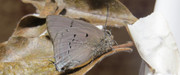 Unknown-Lycanidae2