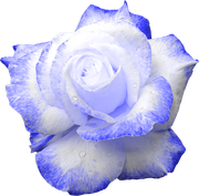 MVDLavender-Love-058