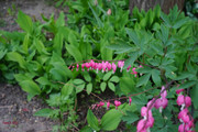 DSC00437