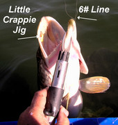[Image: BIG-FISH-LITTLE-JIG.jpg]