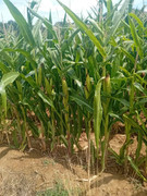 IMG-8a91331f9e725e505b0e9933be46c90f-V