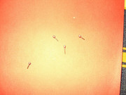 1105562459-5-Gu83
