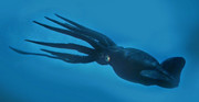 Giant-Squid1