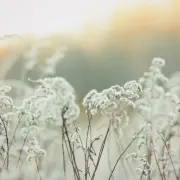 나이스플러스