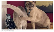 https://i.postimg.cc/bdT5vtmV/Cats.jpg