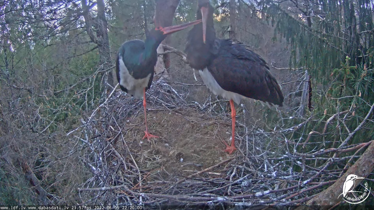 Melnais stārķis (Ciconia nigra) Siguldas novadā - LDF tiešraide 13-22-35 screenshot