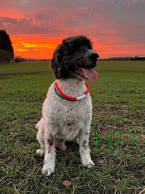 digs-sunset-HD.jpg