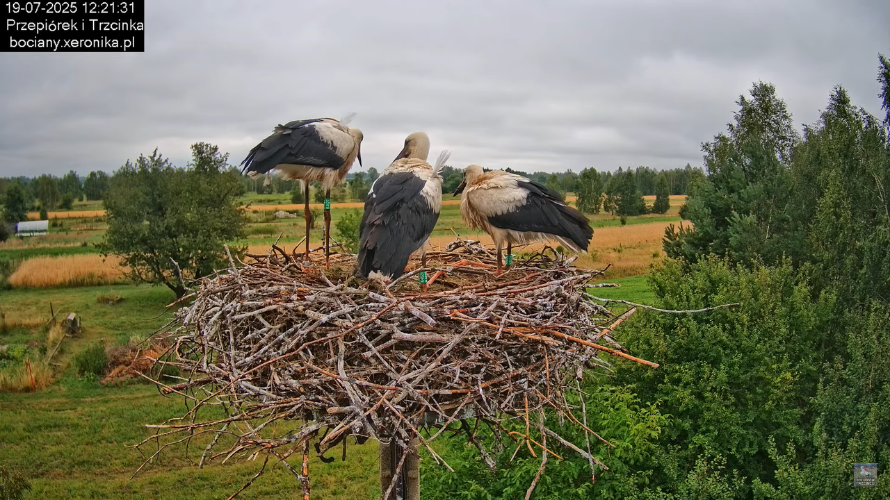 19072025bociany33
