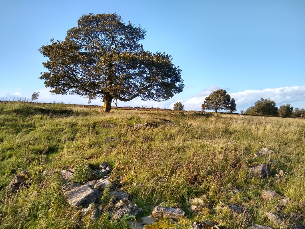 strawberry lea pasture