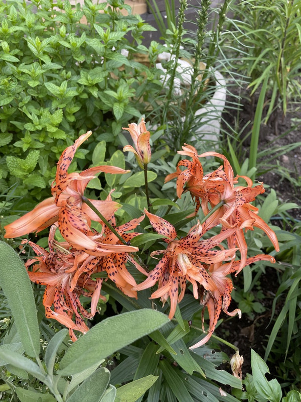 0D3C2302-A365-4CF6-BECC-31E17FF87099_1_105_c