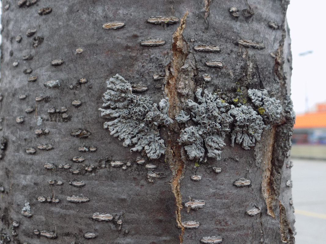 A smattering of globular grey foliose lichens with dark brown apothecial discs growing around a split in the bark of a tree.