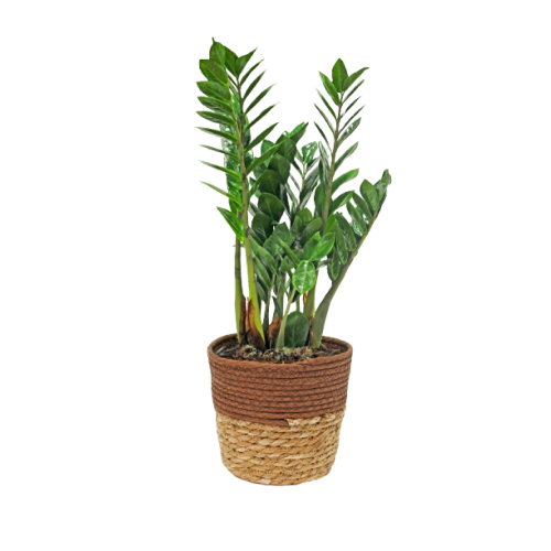 Zamia 