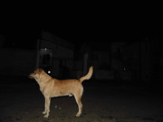 44.5.night dwellers V