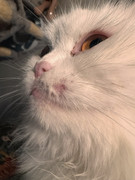 IMG-4553