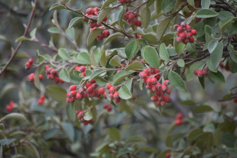 В джазе только девушки или аргентинско-бразильский калейдоскоп В джазе только девушки или аргентинско-бразильский калейдоскоп