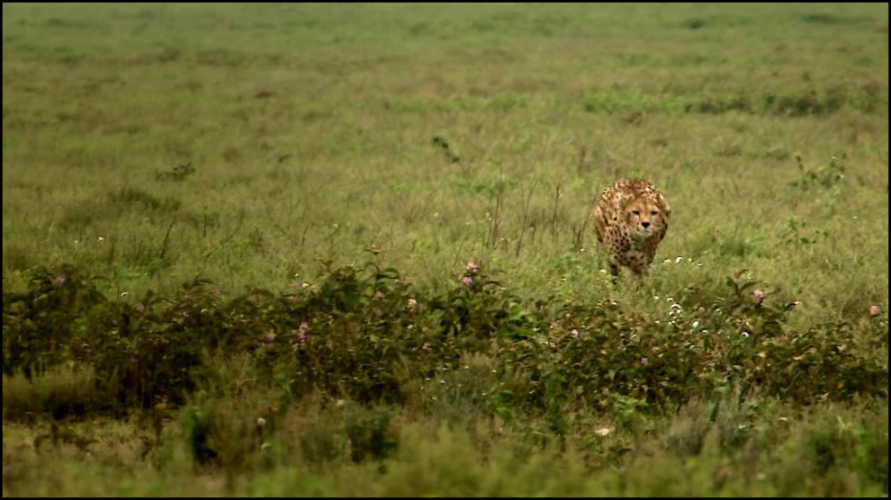 [Image: 6xs8agd5s0pl.png]