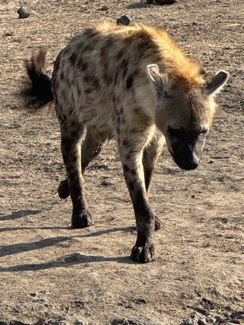 [Linked Image from i.postimg.cc]