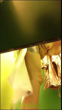[Image: Voyeur57065112342.jpg]