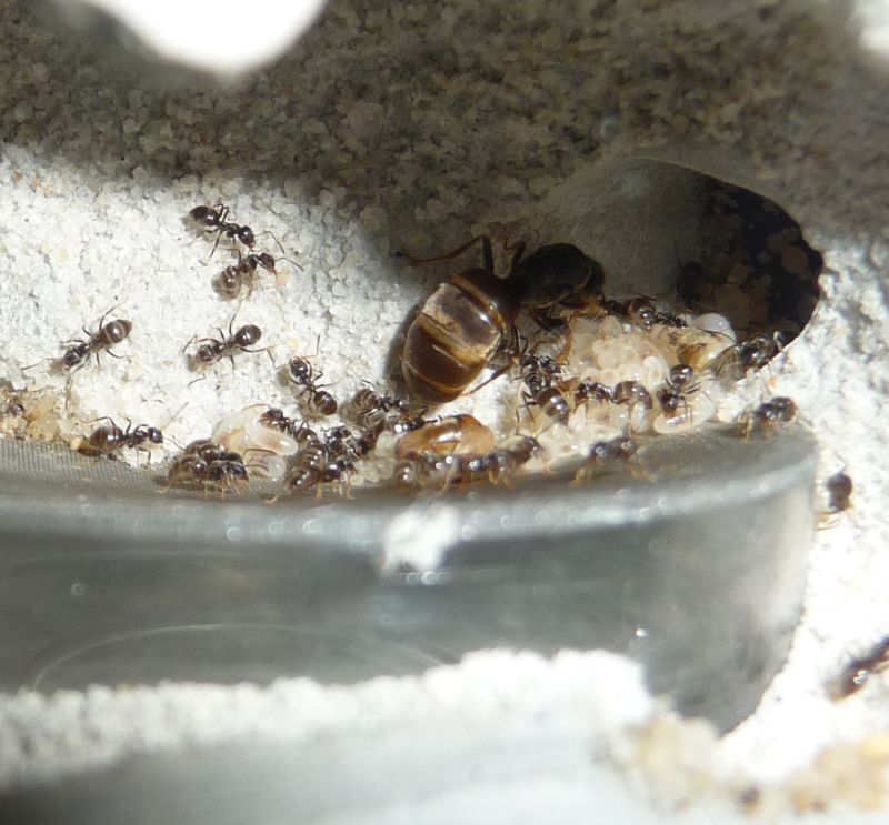 0304-Lasius.jpg