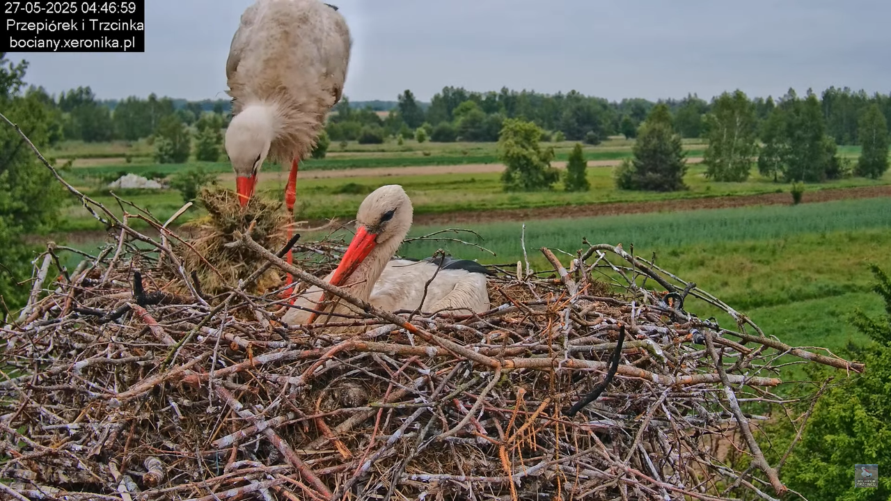 27052025bociany6