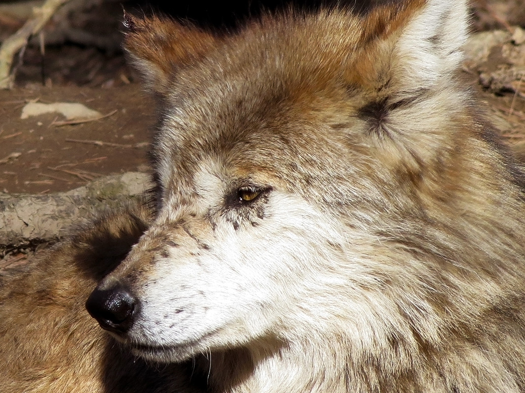 mexican-wolf-stock-21-by-hotnstock-d524tv5.jpg