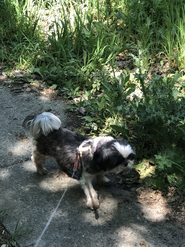 [Image: F941-FDE2-8737-4-FA6-B2-C4-3-A20574-F64-F4.jpg]