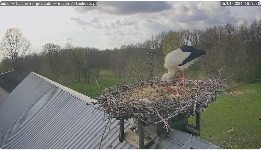 ScreenHunter_524 Apr. 06 17.41