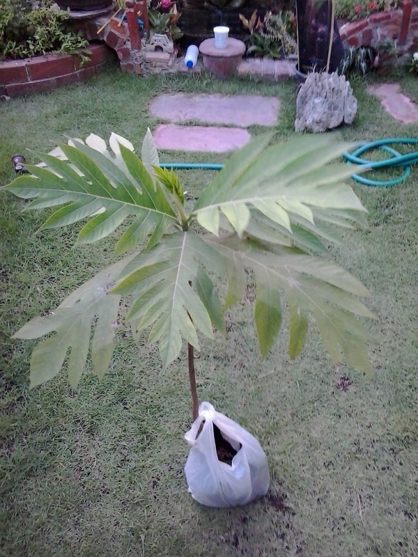 breadfruit new
