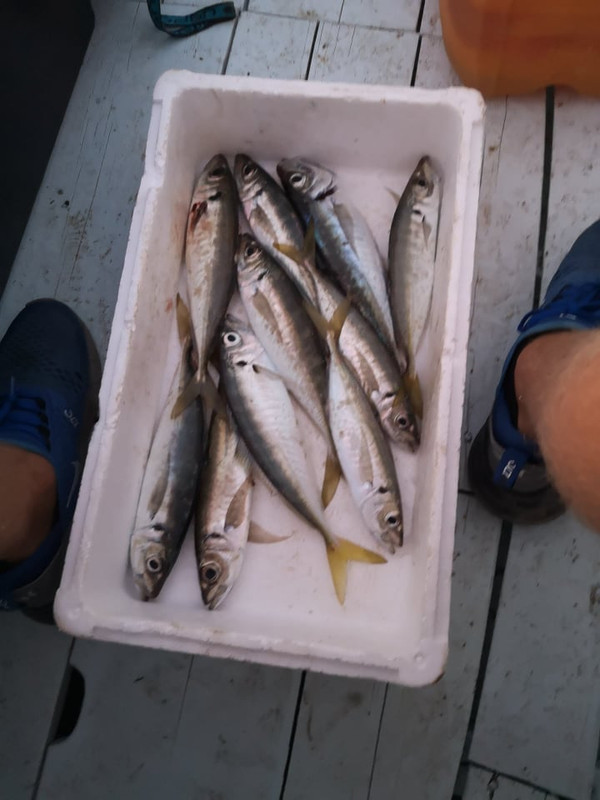 122223307_384719099351198_8850323747987486679_n