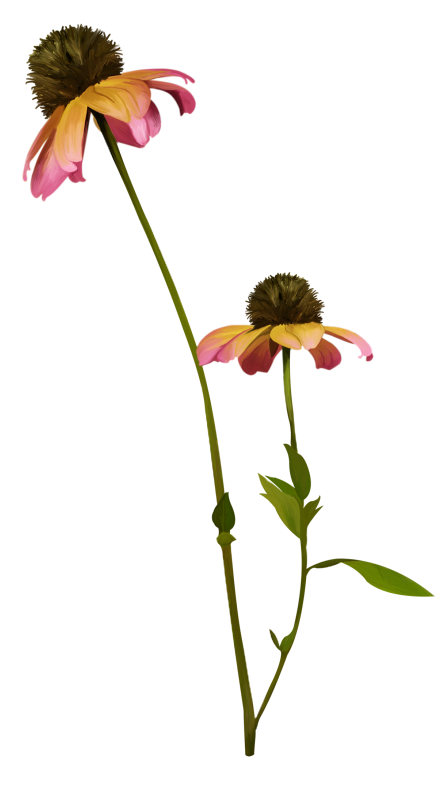 Pumpkinfairykitpudnflowerss3