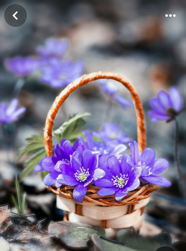 Screenshot_20240320_225828_Pinterest