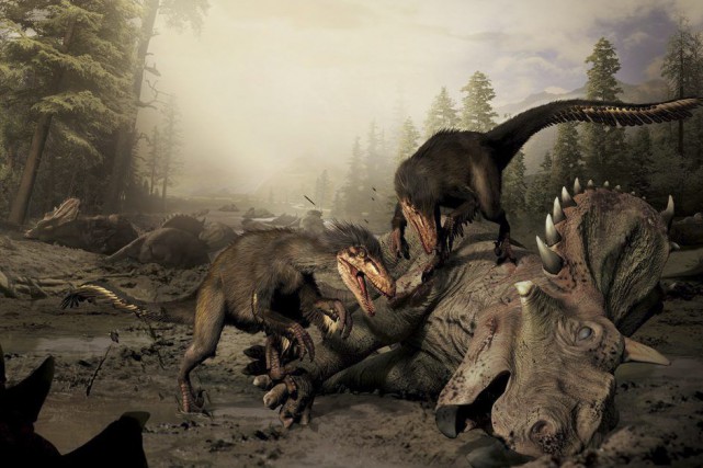 1158021-boreonykus-montre-ici-illustration-taille