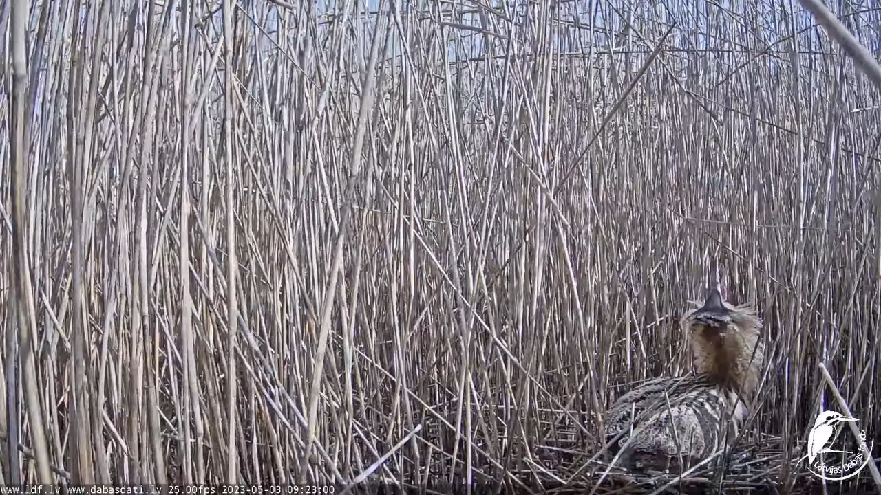 Lielais dumpis (Botaurus stellaris) Engurē - LDF tiešraide 10-21-32 screenshot