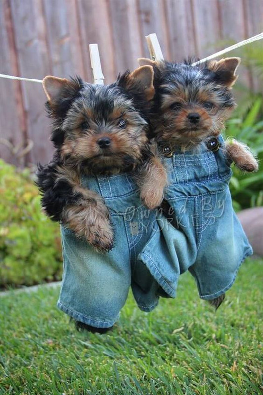 bluepupsinjeans.jpg