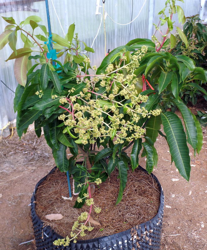 SweetTartMarch27Blooms