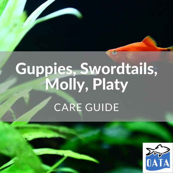 OATA Guide to Guppies...- Lincs Aquatics
