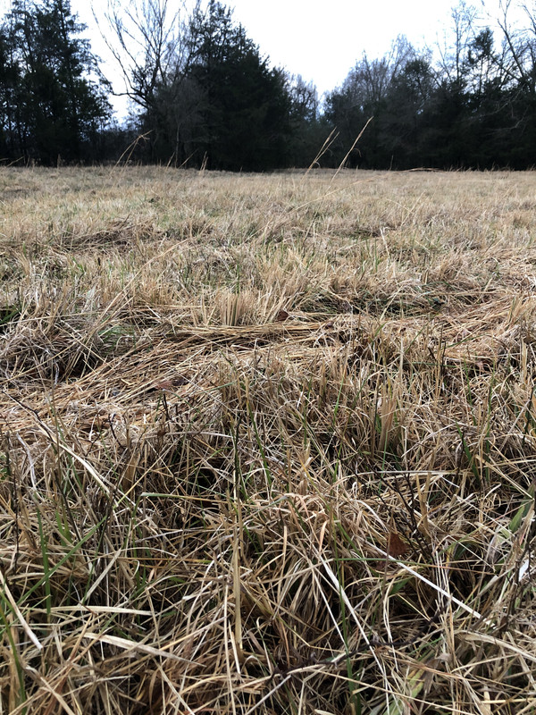 pasture