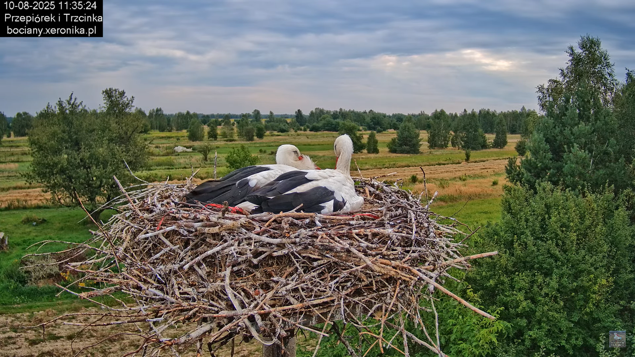 10082025bociany17