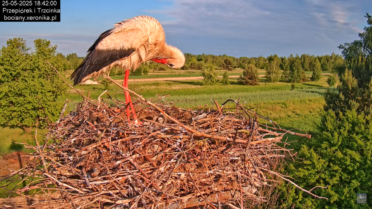 25052025bociany33