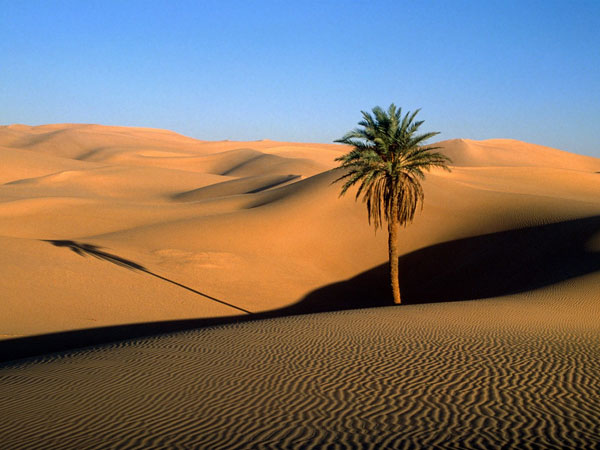 [Image: desert.jpg]