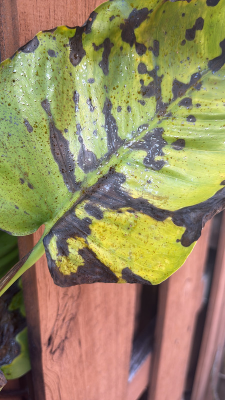 2BB0D6B4-3B08-4FA2-8DC1-F65BC600EF57