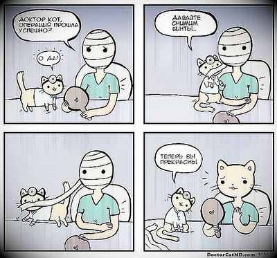 Cat.jpg