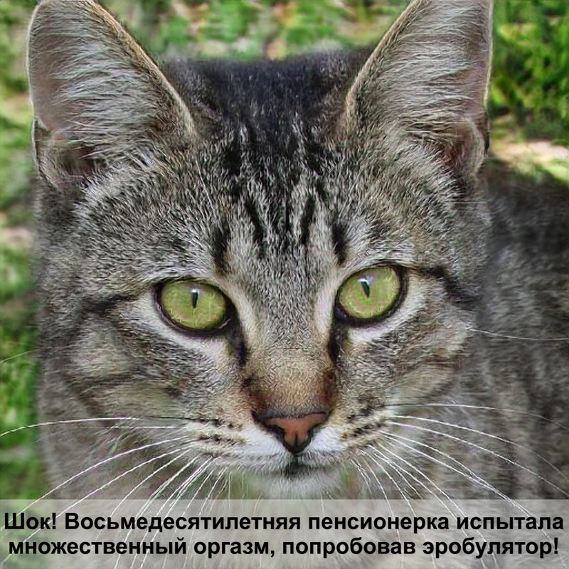 самая умная кошка в мире