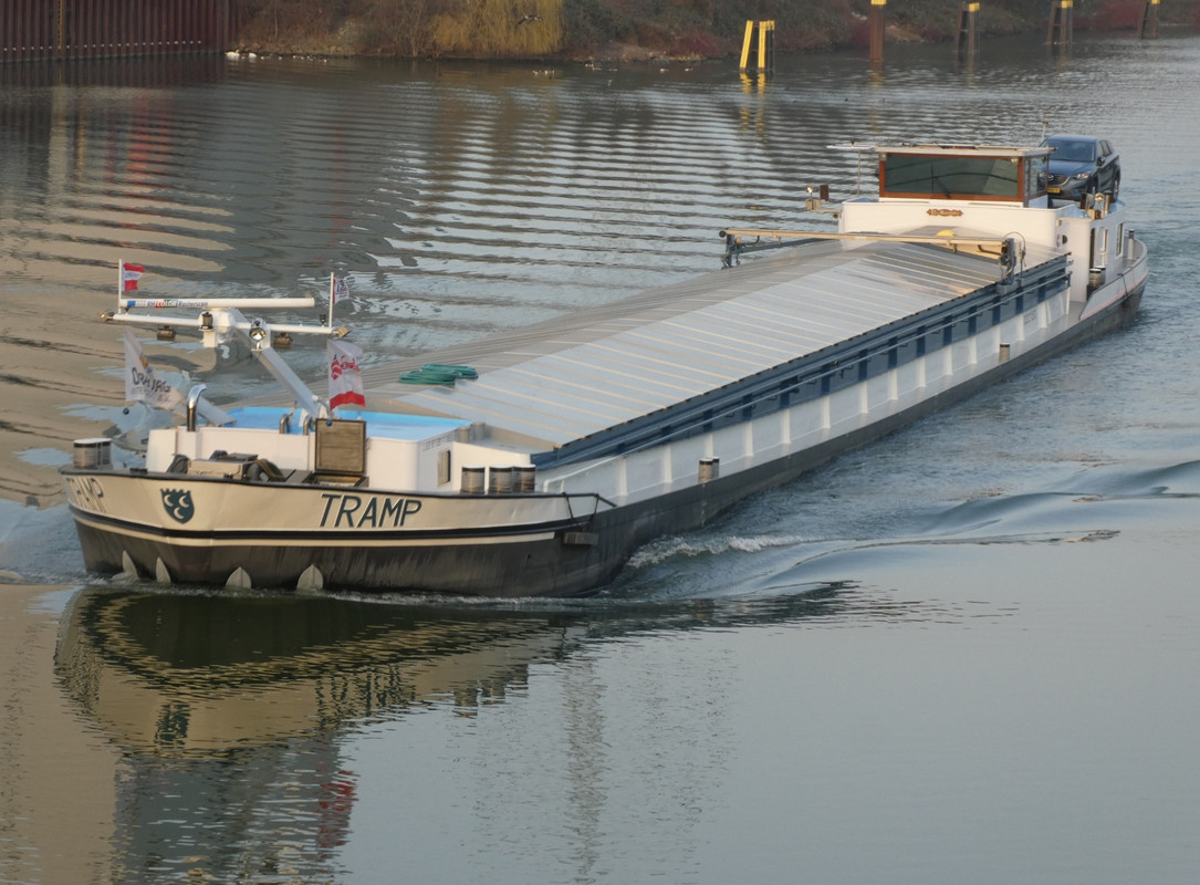 2021.02.03c Tramp