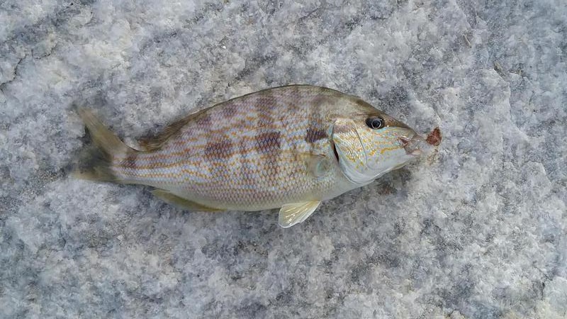 Pinfish or Grunt??  Pier and Surf Forum